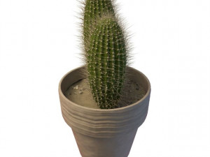 cactus 3D 모델