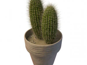 cactus 3D Model