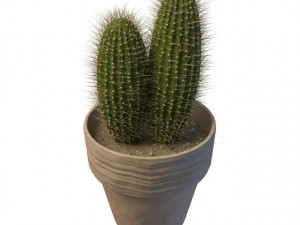 cactus 3D 모델