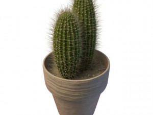 cactus 3D 모델