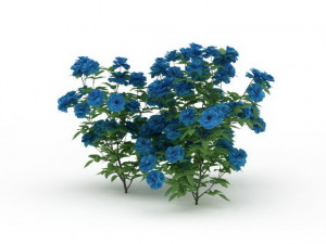 blue flowers 3D Model