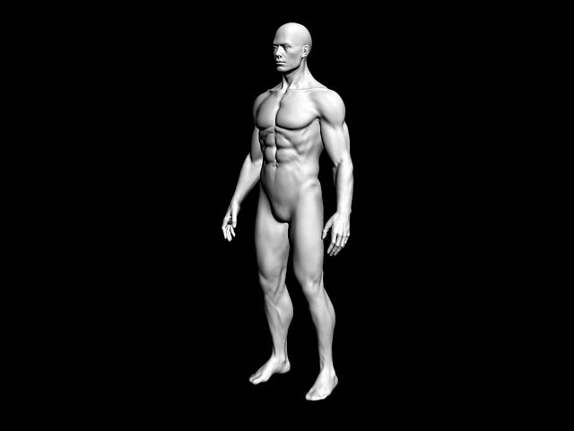 male body 3D Model .c4d .max .obj .3ds .fbx .stl .blend 
