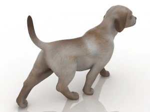 dog 3D Model
