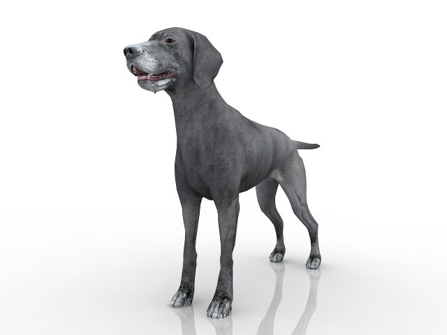 dog Modello 3D .c4d .max .obj .3ds .fbx .stl .blend