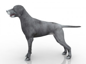 dog Modello 3D