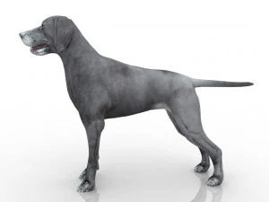 dog 3D Model