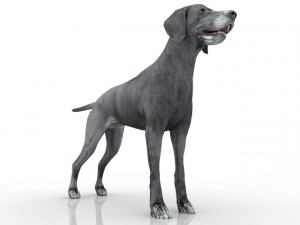 dog Modello 3D