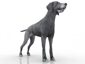 dog 3D Model