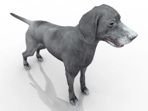 dog 3D Model