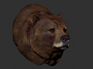 bear bust Model 3D