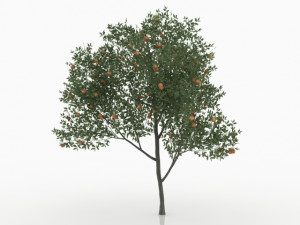 peach tree 3Dモデル