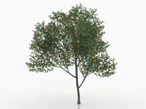 आड़ू का वृक्ष 3D मॉडल