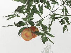 peach tree 3D Модель