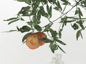 şeftali ağacı 3D Model