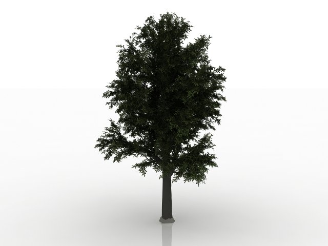 beech tree Modelo 3D .c4d .max .obj .3ds .fbx .stl .blend 