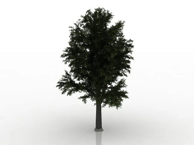 बीच का वृक्ष 3D मॉडल .c4d .max .obj .3ds .fbx .stl .blend 