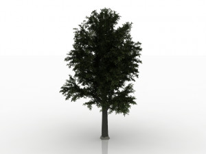 beech tree 3D Model