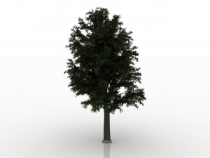 beech tree Modelo 3D