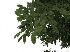 beech tree Modelo 3D