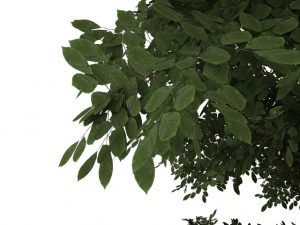 बीच का वृक्ष 3D मॉडल