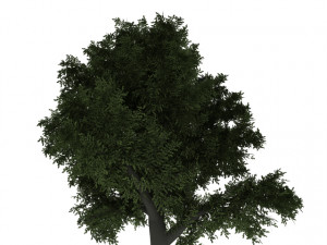 beech tree Modelo 3D