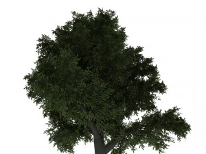 बीच का वृक्ष 3D मॉडल