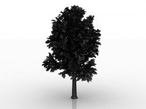 beech tree Modelo 3D