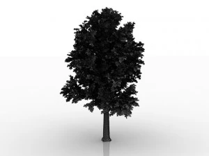 बीच का वृक्ष 3D मॉडल