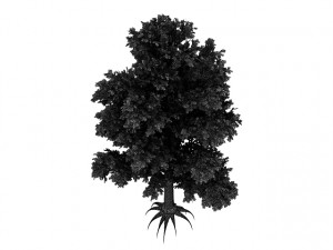 beech tree Modelo 3D