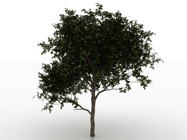 avocado tree 3D Model .c4d .max .obj .3ds .fbx .stl .blend 