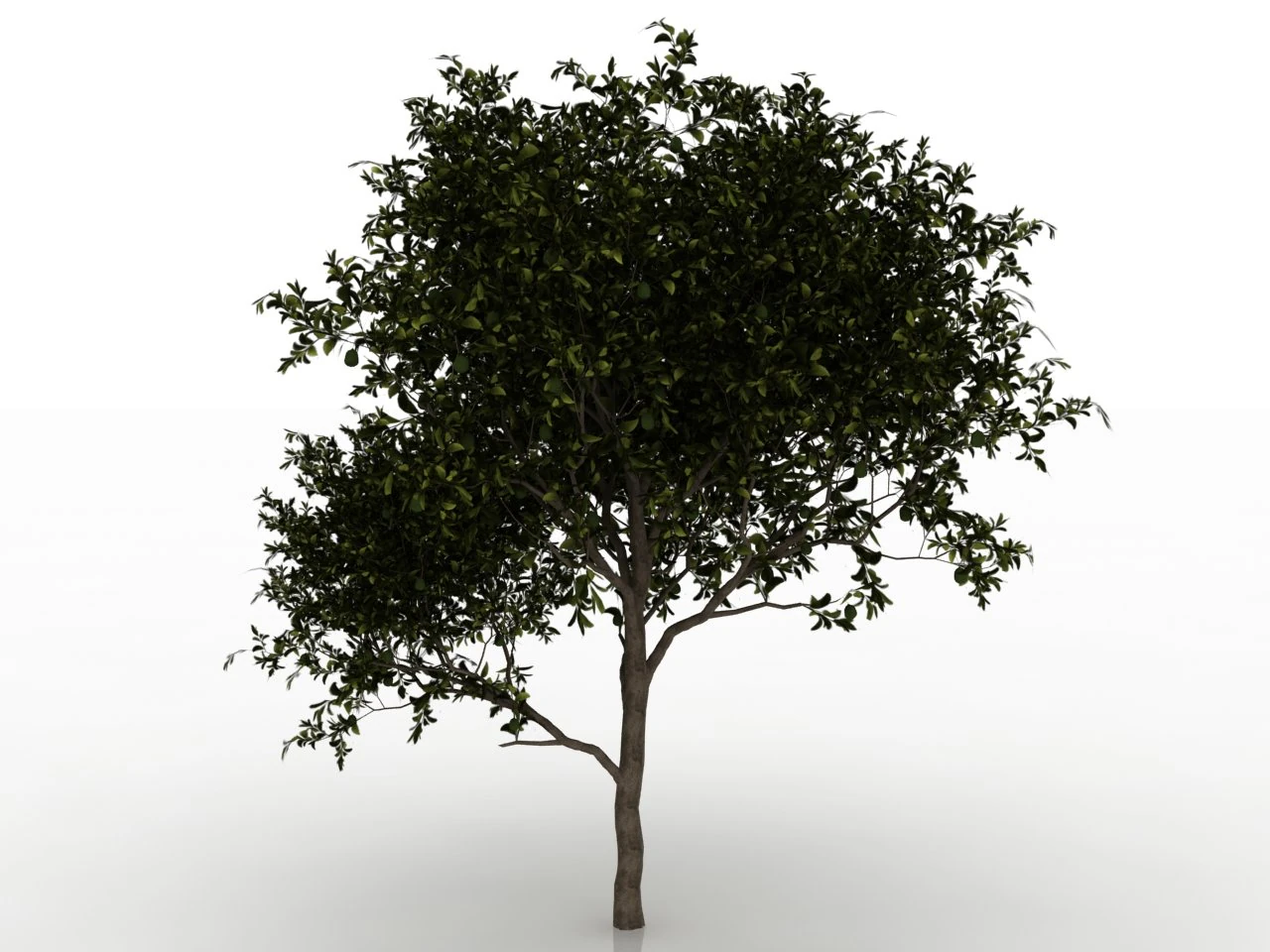 avocado tree 3D Model .c4d .max .obj .3ds .fbx .stl .blend 