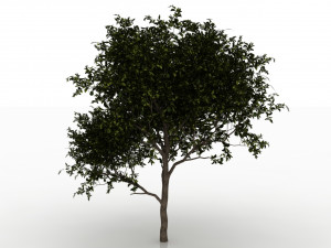 avocado tree 3D Model