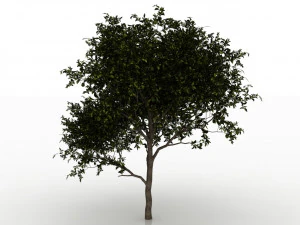 дерево авокадо 3D Модель