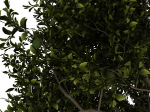 avocado tree 3D Model