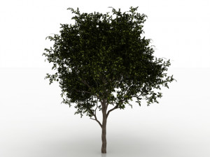avocado tree 3D Model