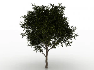 avocado tree 3D Model