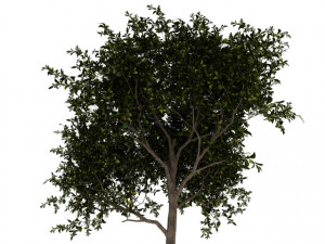 avocado tree 3D Model