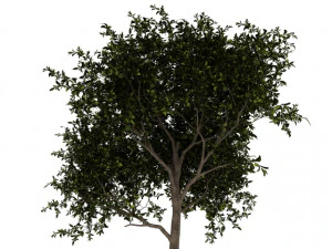 avocado tree 3D Model
