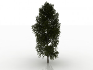 larch tree 3D Model