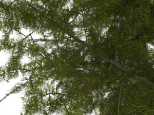 larch tree 3D Model