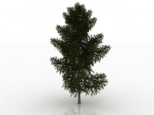 larch tree 3D Model