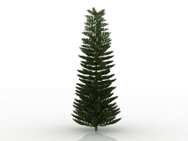 island pine 3D Model .c4d .max .obj .3ds .fbx .stl .blend
