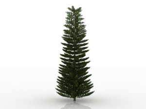 island pine 3D 모델
