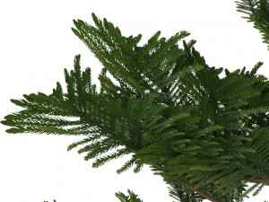 island pine 3D 模型
