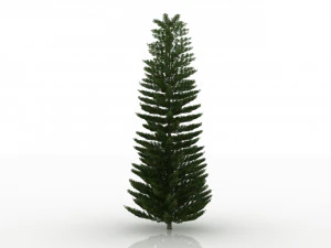 island pine 3D Model