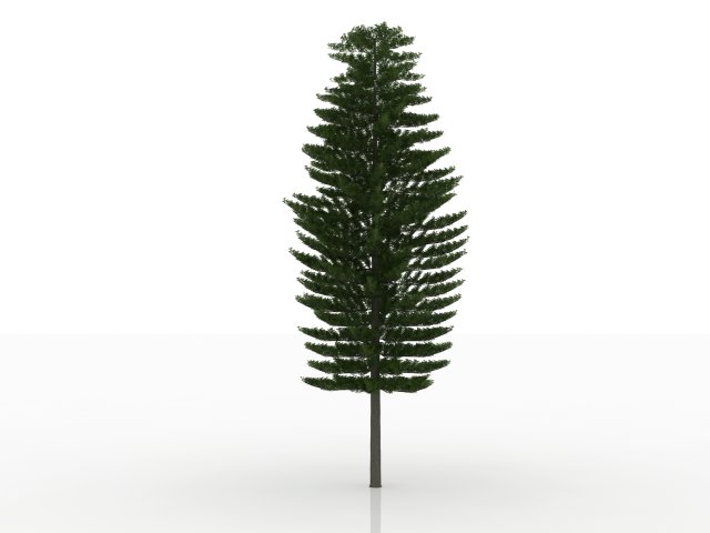 island pine Modelo 3D .c4d .max .obj .3ds .fbx .stl .blend 