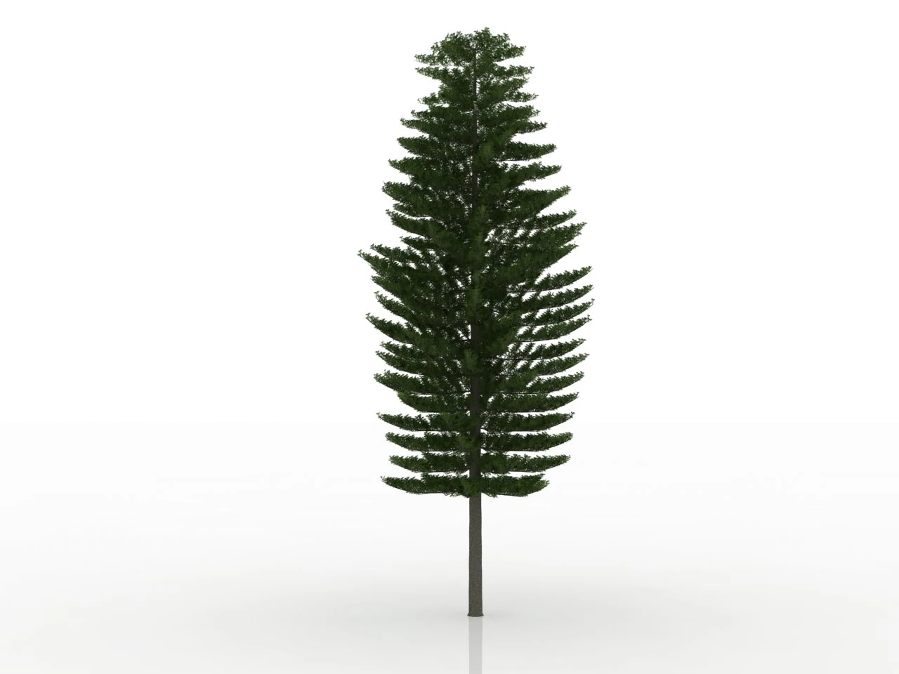 island pine 3D Model .c4d .max .obj .3ds .fbx .stl .blend 