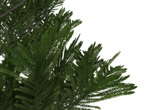 island pine Modelo 3D