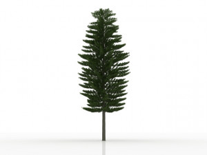 island pine Modelo 3D