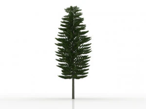 island pine 3D Model